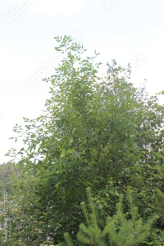 leaves of a tree on green background