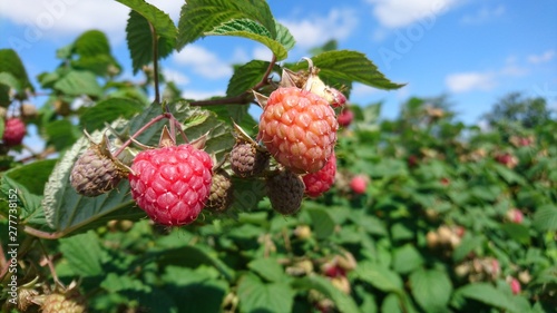 Himbeeren photo