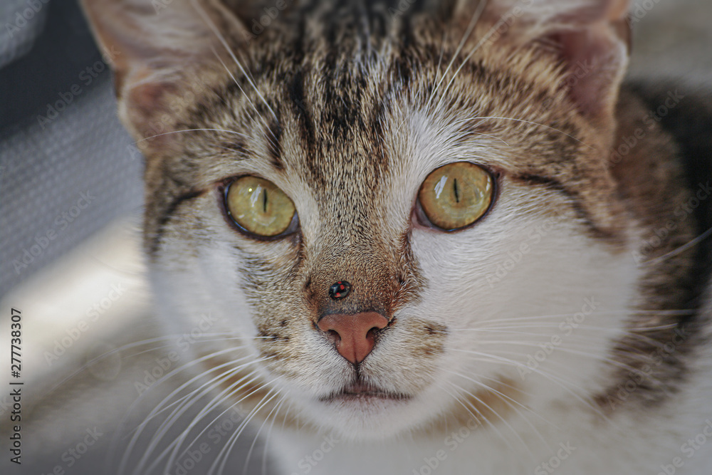 Portrait of common happy male cat playing with a ladybug at its nose