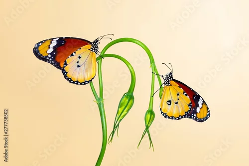 Fototapeta Closeup   beautiful butterflies sitting on flower.