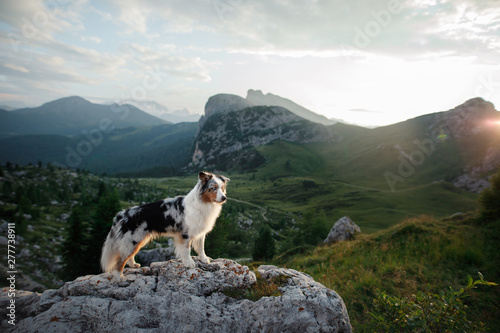 dog on the mountain at sunset. Travelling with a pet, Hiking. Australian shepherd in nature photo