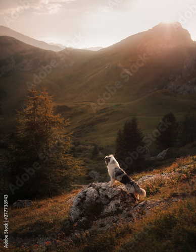 Photography dog on the mountain at sunset