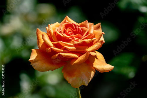 colourful close up of a single ashram floribunda rose head photo