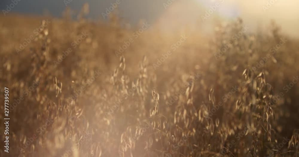 Oat field in sunset. Field of golden oats close up swaying. Close-up of oat straw Oat field in sunset. Field of golden oats close up swaying. Close-up of oat straw