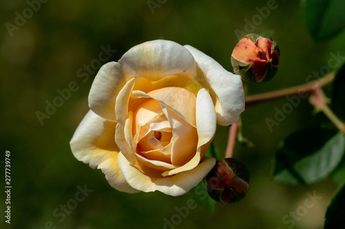 colourful close up of a single yellow charles darwin rose head photo