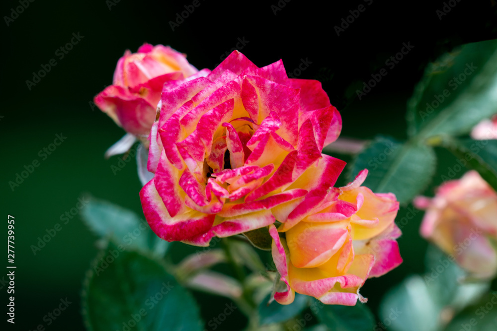 colourful close up of several little sunset climber rose heads colourful close up of several little sunset climber rose heads