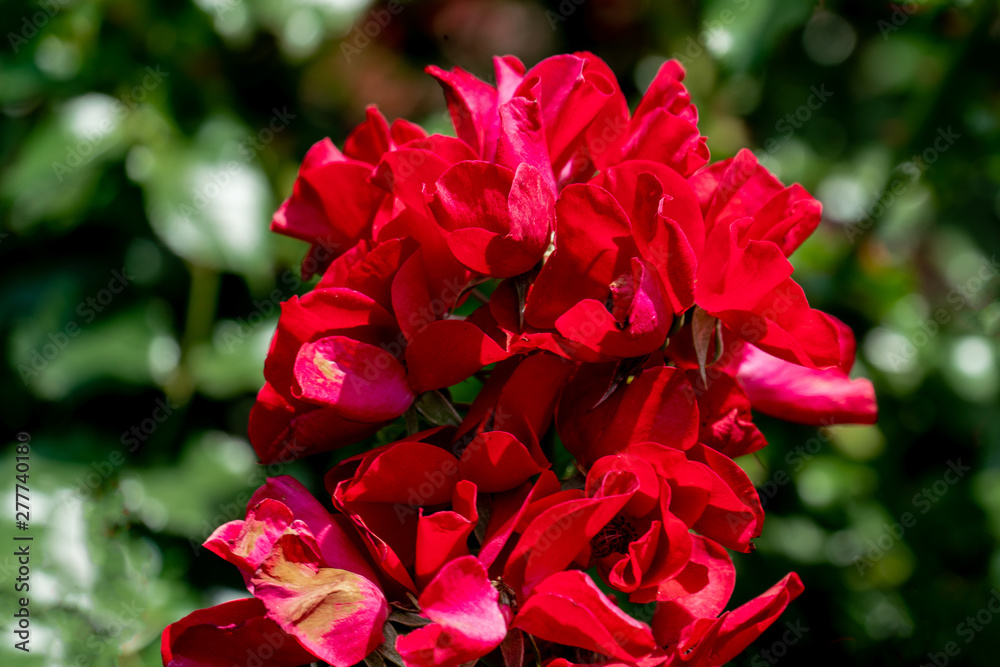 colourful close up of red apache rose heads colourful close up of red apache rose heads
