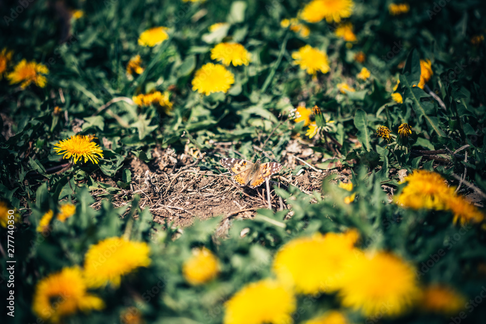 Dandelion field on Summer time