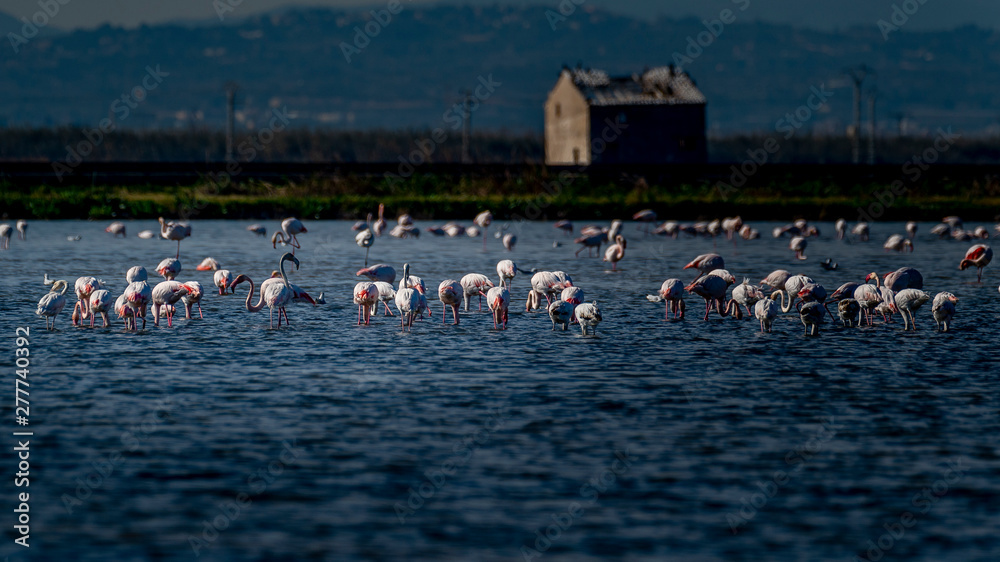 Flamencos