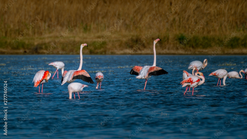 Obraz premium Flamencos