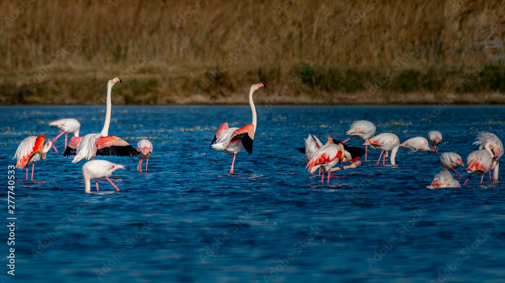 Naklejka premium Flamencos