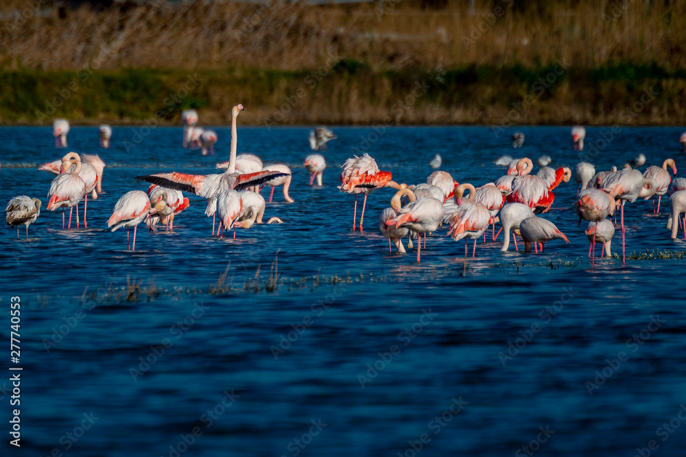 Naklejka premium Flamencos
