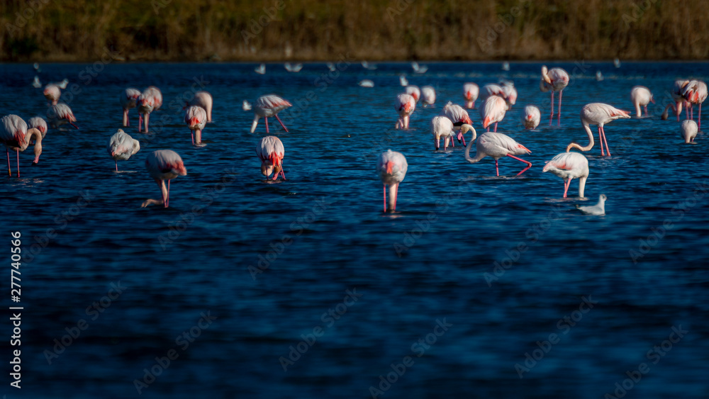 Obraz premium Flamencos