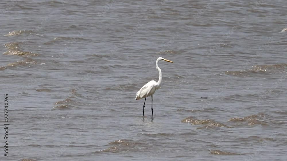 The great egret (Ardea alba) wading in water shore, Thailand. The great egret (Ardea alba) wading in water shore, Thailand.