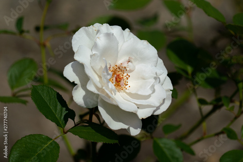 colourful close up of a single white margaret merril rose head