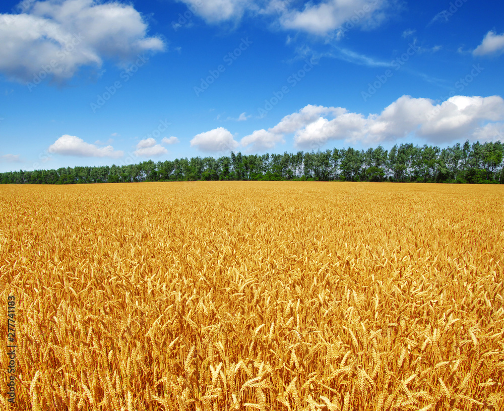 Naklejka premium Wheat field and sun