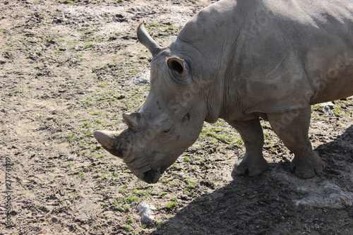 Rhinoceros. Gray rhino. Beautiful rhino in the zoo.