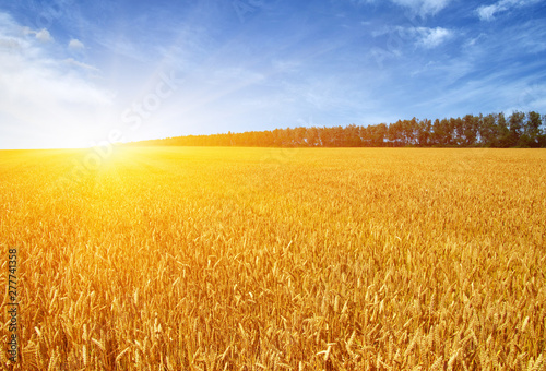 Gold wheat flied panorama at sunset