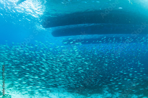 School of fish in Cozumel Mexico