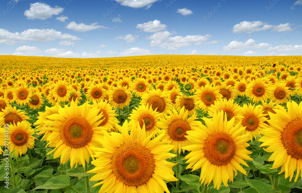 Sunflowers field on sky - obrazy, fototapety, plakaty 