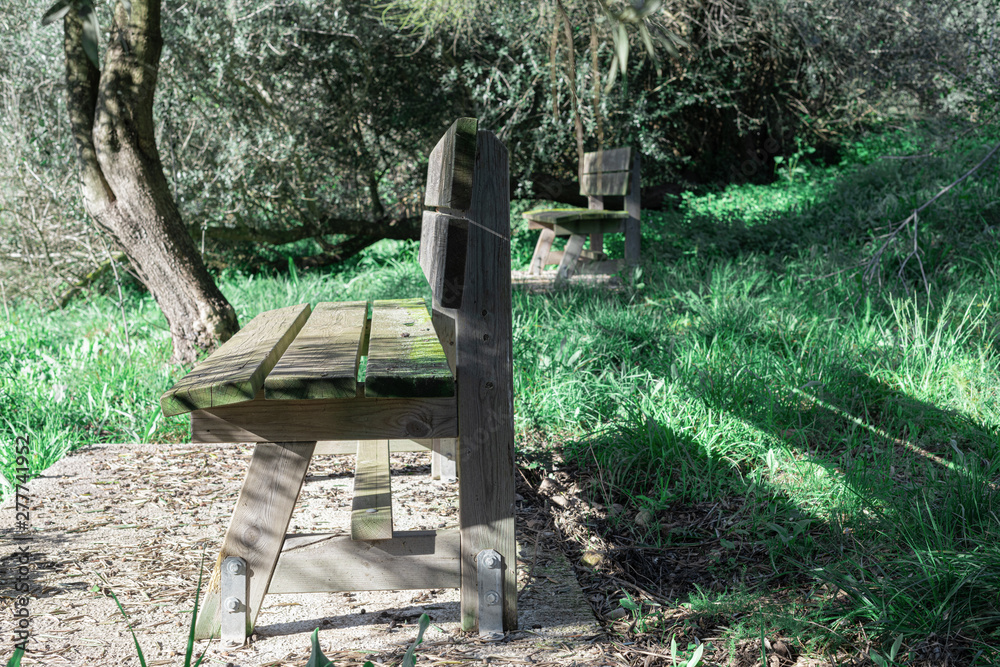Side view of two antique rustic wooden benches in a green garden