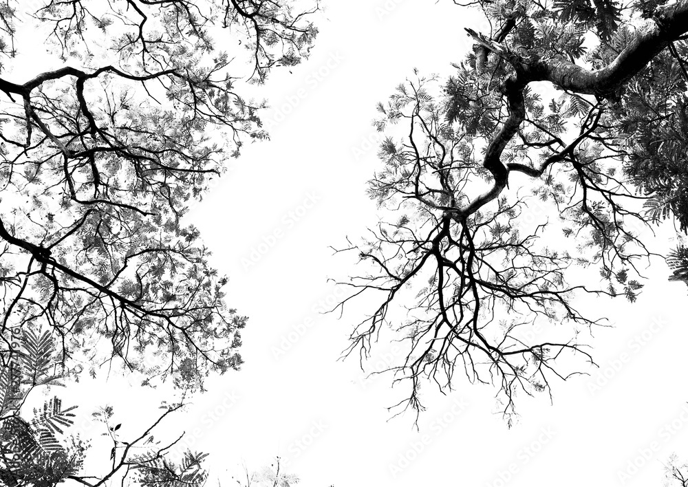 Fototapeta premium Bare tree branches on a pale white background
