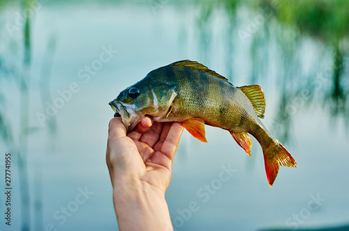 Fototapeta Naklejka Na Ścianę i Meble -  Caught trophy fish perch in the hand of a fisherman. The bait in a predator jaw. Spinning sport fishing.  Catch & release. The concept of outdoor activities.