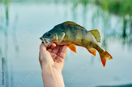 Caught trophy fish perch in the hand of a fisherman. The bait in a predator jaw. Spinning sport fishing. Catch & release. The concept of outdoor activities.