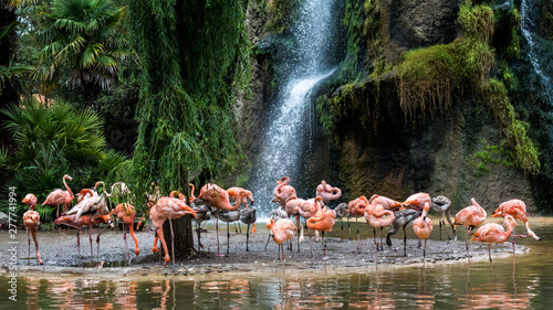 Flamants roses