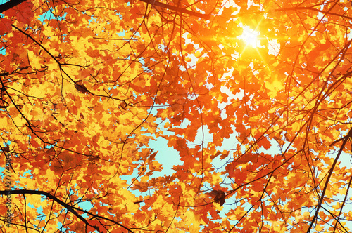 Autumn leaves on the sun.