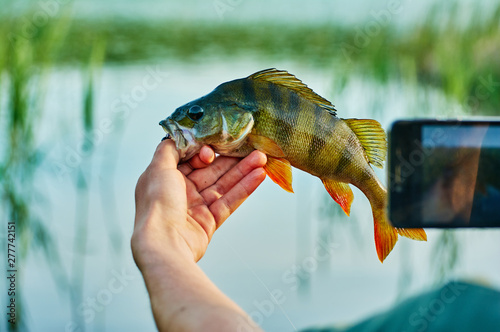 Photographing on a smartphone the caught fish perch trophy in the hand of a fisherman. Bait in a predatory jaw. Spinning, sport fishing. The concept of active recreation. Catch and release.