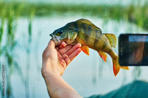 Photographing on a smartphone the caught fish perch trophy in the hand of a fisherman. Bait in a predatory jaw. Spinning, sport fishing. The concept of active recreation. Catch and release.