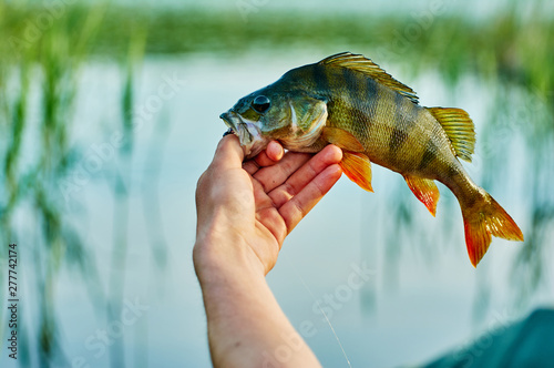 Caught trophy fish perch in the hand of a fisherman. The bait in a predator jaw. Spinning sport fishing. Catch & release. The concept of outdoor activities.