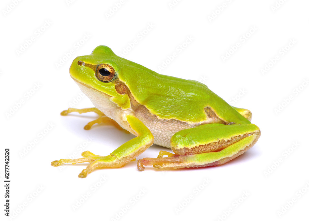 Green tree frog isolated on white Green tree frog isolated on white