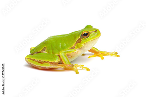 Green tree frog isolated on white