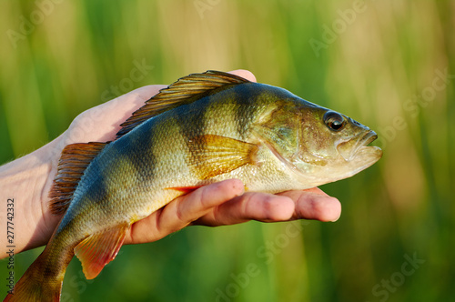 Caught trophy fish perch in the hand of a fisherman. Spinning sport fishing. Catch & release. The concept of outdoor activities.