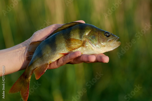 Fototapeta Naklejka Na Ścianę i Meble -  Caught trophy fish perch in the hand of a fisherman.  Spinning sport fishing.  Catch & release. The concept of outdoor activities.