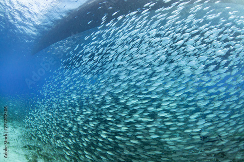 Fotografie School of fish in Cozumel Mexico