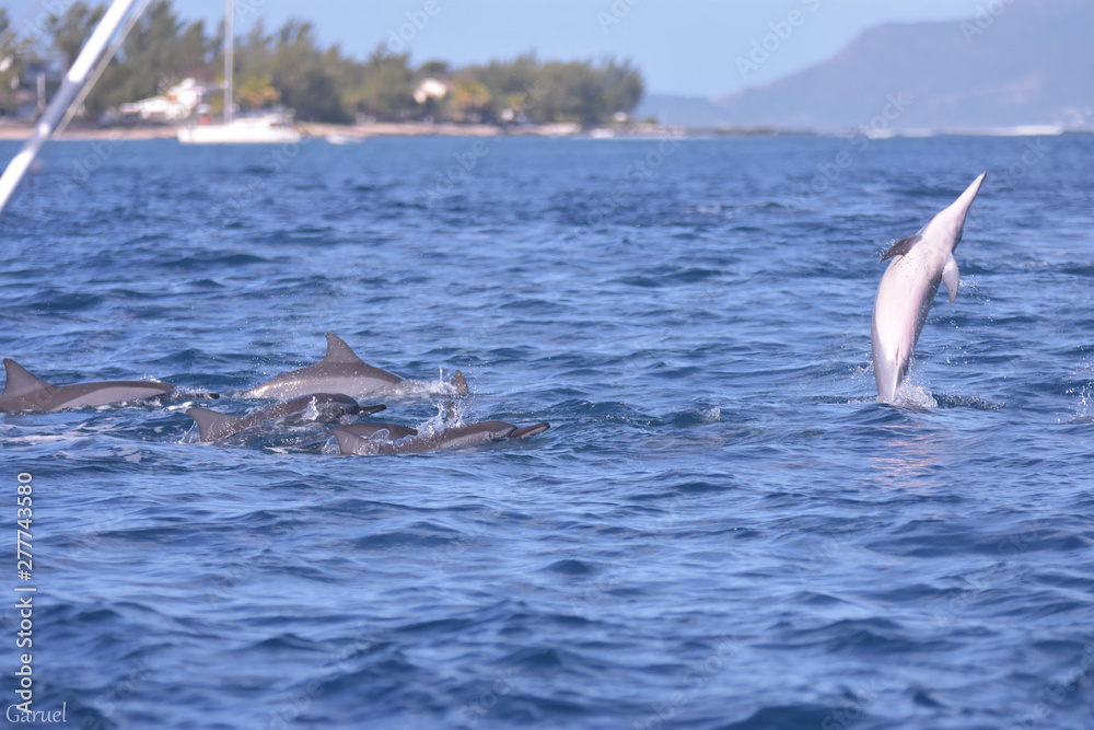 Fototapeta premium Groupe de dauphin