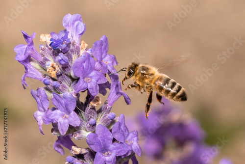 Honey Bee landing on Lavender © Paul