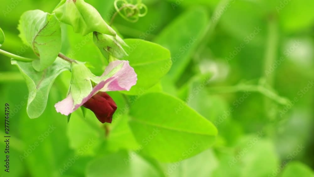 Natural background with flowering bush peas. Agricultural concept, cultivated plants. Natural background with flowering bush peas. Agricultural concept, cultivated plants.