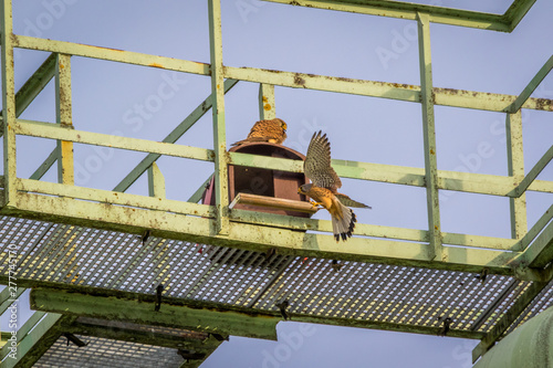 männlicher Turmfalke landet in seinem Nistkasten mit Weibchen photo