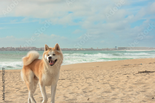 Akita Inu sur la plage