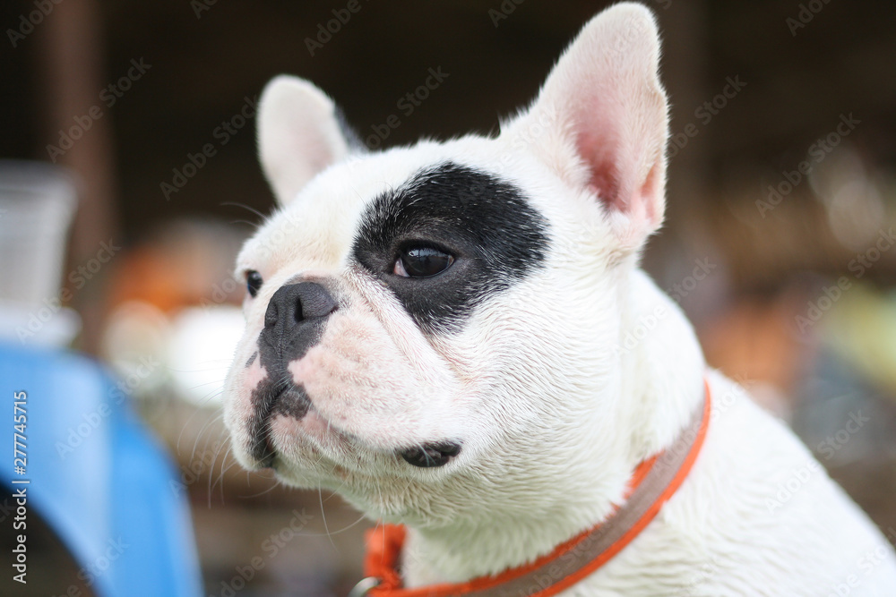Fototapeta premium French bulldog two tone white and black. French bulldog looking at something.