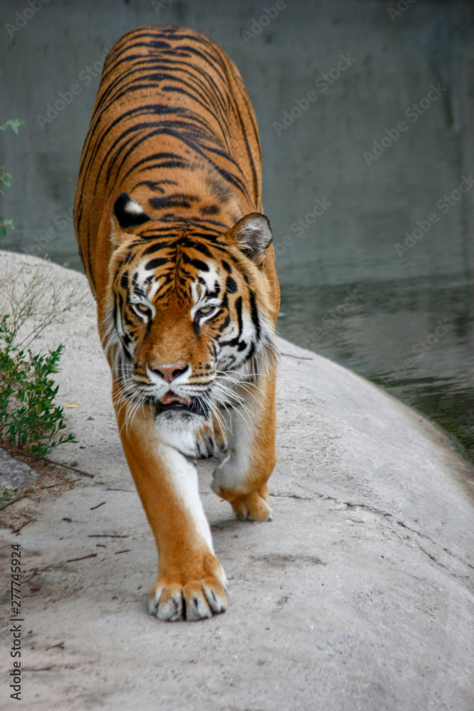 the tiger imposingly goes on the concrete path and rests, a beautiful powerful big tiger cat on the background of summer green grass, stones and green water in the zoo. Close-up.