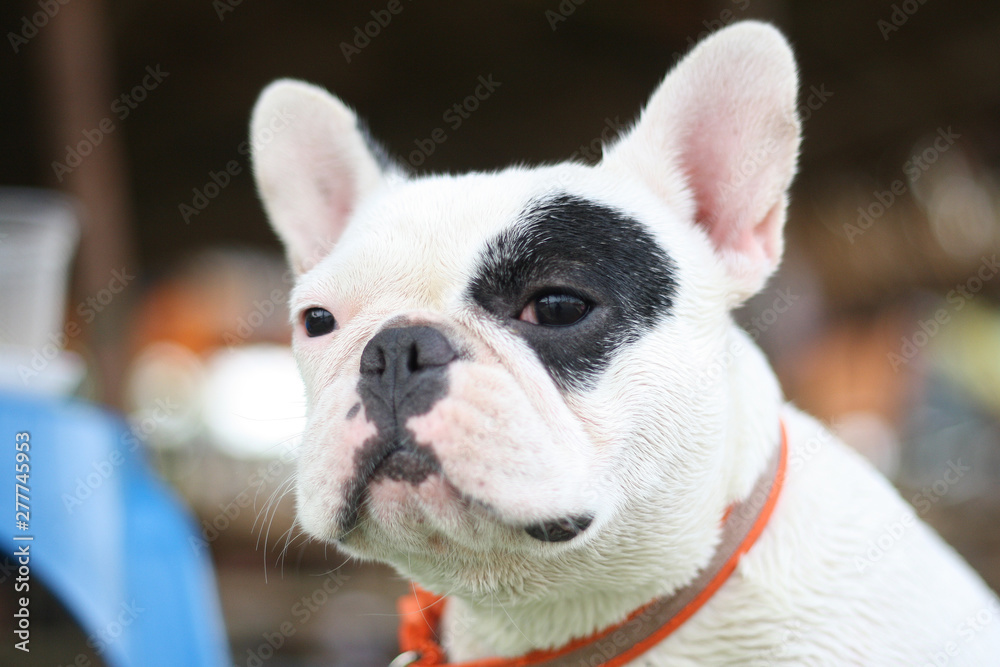 French bulldog two tone white and black. French bulldog looking at something.