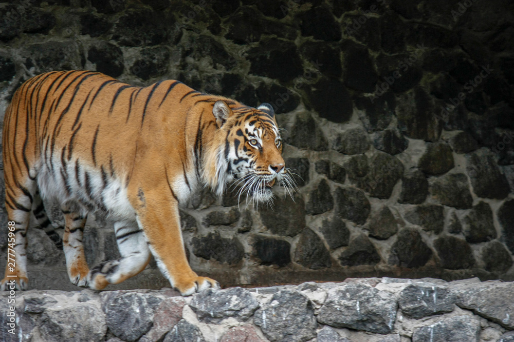 Obraz premium the tiger imposingly goes on the concrete path and rests, a beautiful powerful big tiger cat on the background of summer green grass, stones and green water in the zoo. Close-up.
