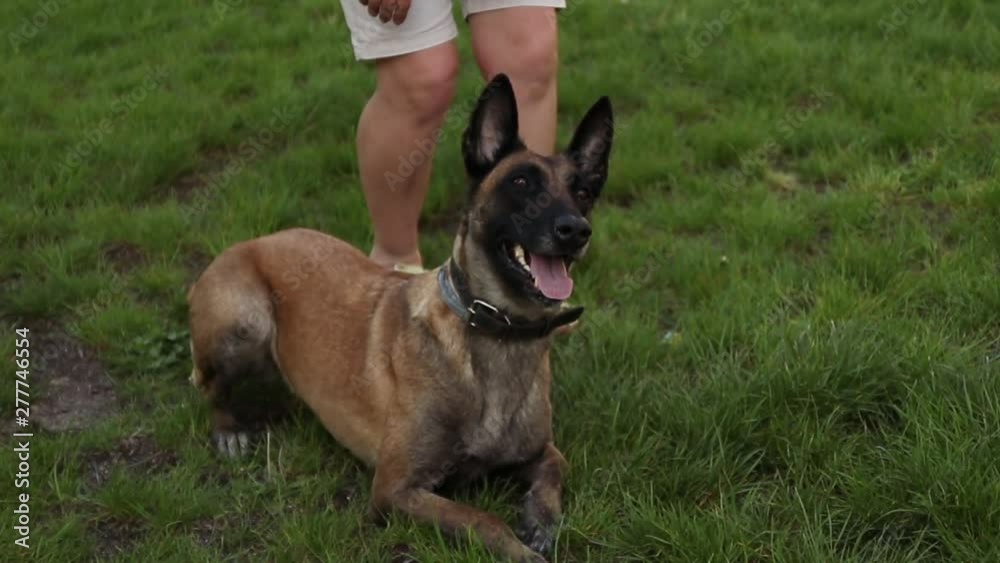 Training a shepherd dog with a dog handler on the grass outside on a sunny day. Man working as a dog trainer and trains Shepherd Training a shepherd dog with a dog handler on the grass outside on a sunny day. Man working as a dog trainer and trains Shepherd