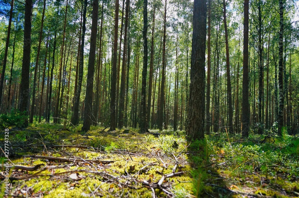 Obraz premium path in the forest