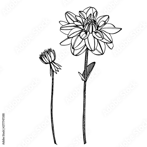 Hand-drawn ink dahlias. Floral elements. Graphic flowers illustrations. Botanical plant illustration. Vintage medicinal herbs sketch set of ink hand drawn medical herbs and plants sketch.